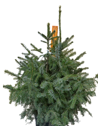 Ель сербская